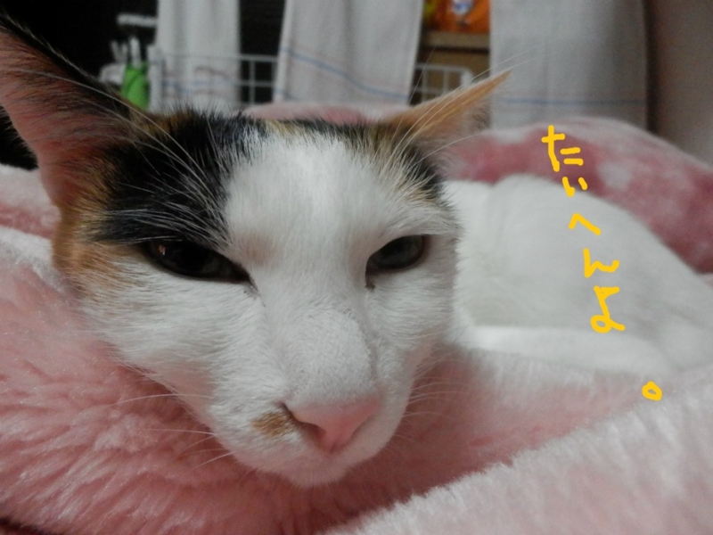 f:id:gosaku13:20140425121558j:image