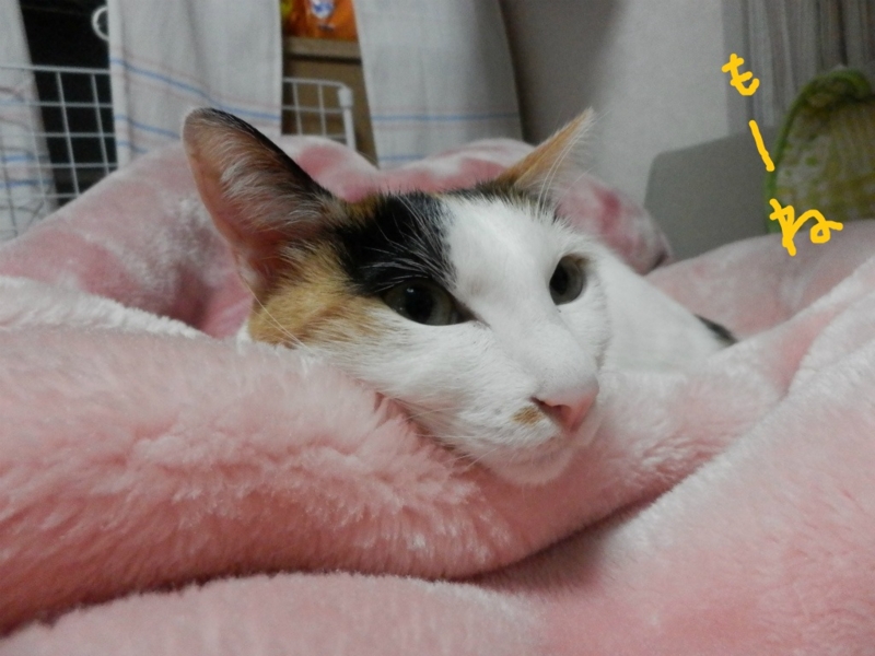 f:id:gosaku13:20140425121600j:image