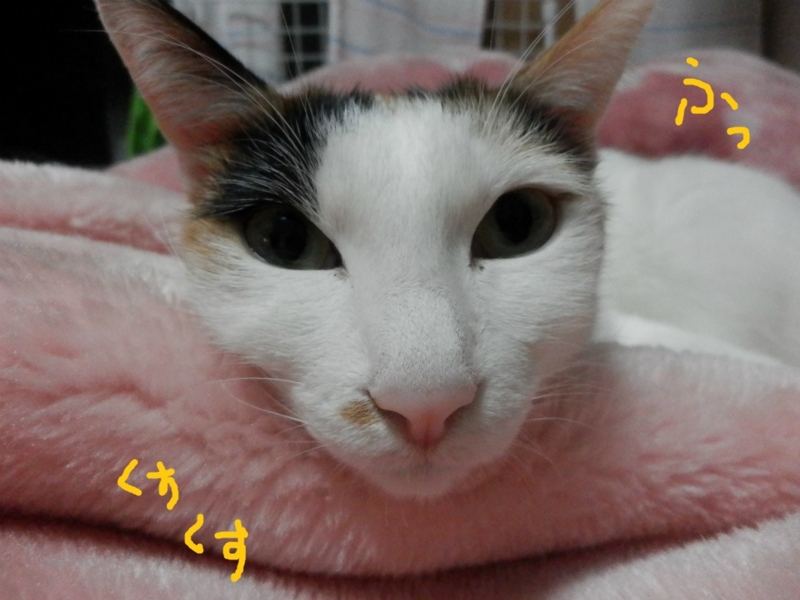 f:id:gosaku13:20140425121601j:image