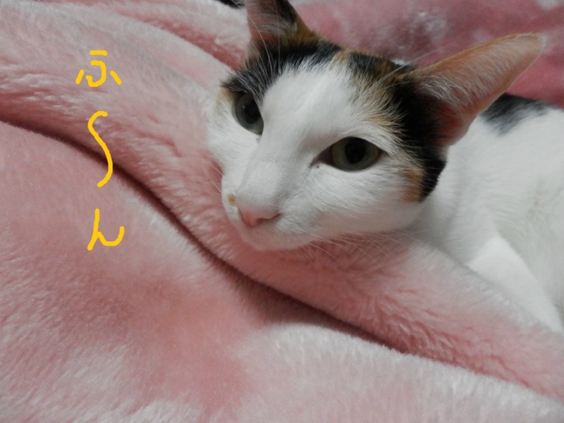 f:id:gosaku13:20140425121603j:image