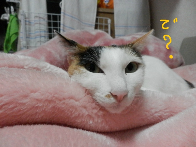 f:id:gosaku13:20140425121605j:image