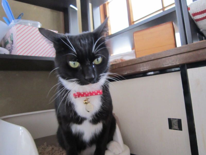 f:id:gosaku13:20140503183722j:image