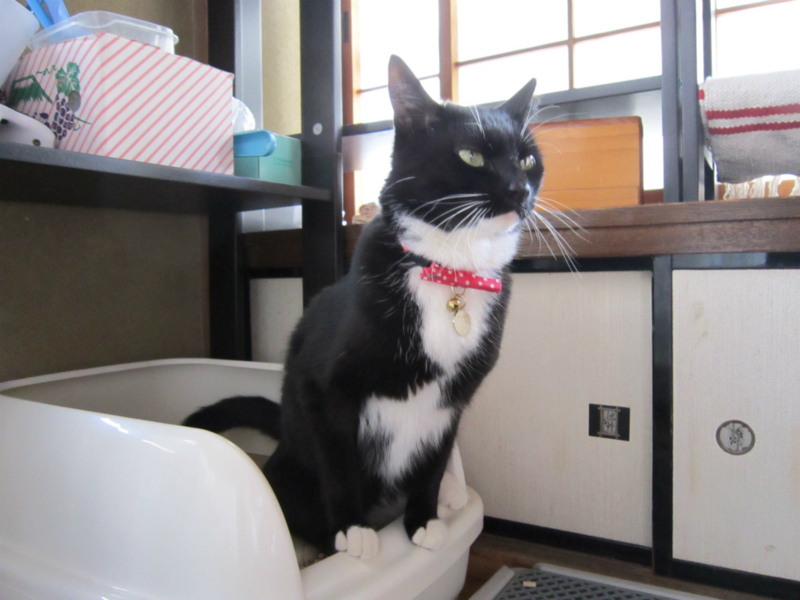 f:id:gosaku13:20140503183726j:image