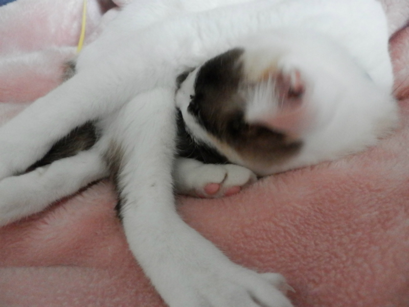 f:id:gosaku13:20140507100253j:image