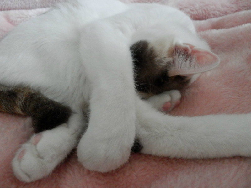 f:id:gosaku13:20140507100255j:image