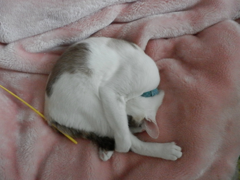 f:id:gosaku13:20140507100257j:image