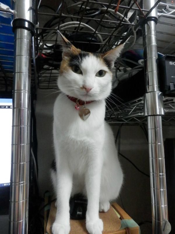 f:id:gosaku13:20140508152241j:image