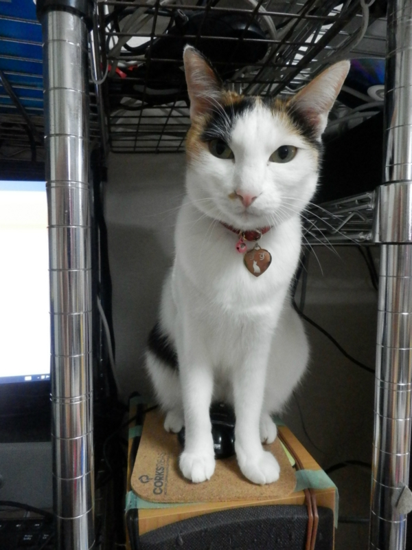 f:id:gosaku13:20140508152245j:image