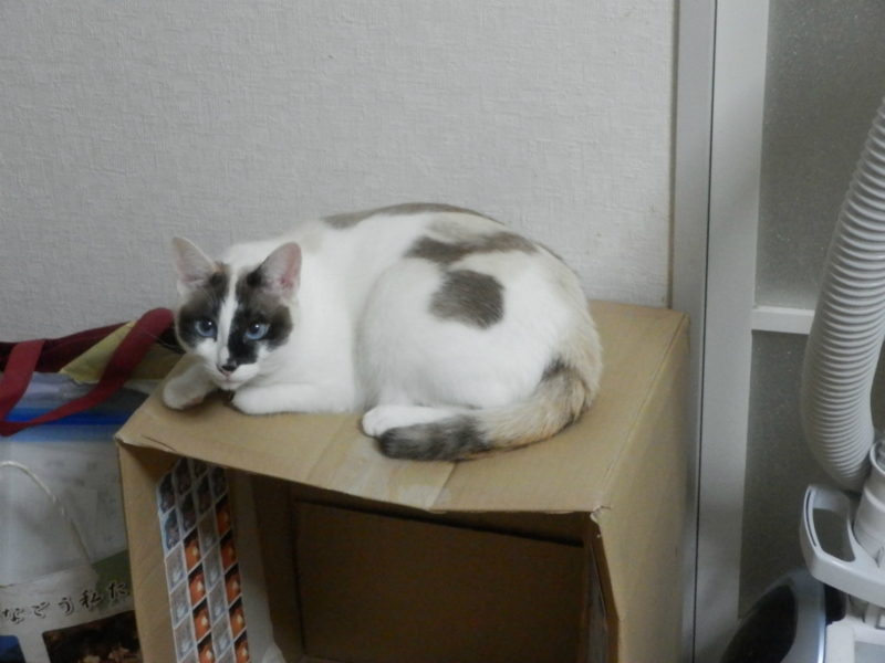 f:id:gosaku13:20140517185801j:image