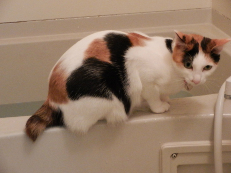 f:id:gosaku13:20140520184420j:image