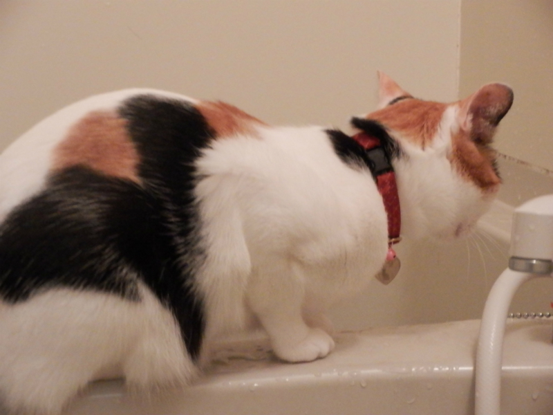 f:id:gosaku13:20140520184422j:image