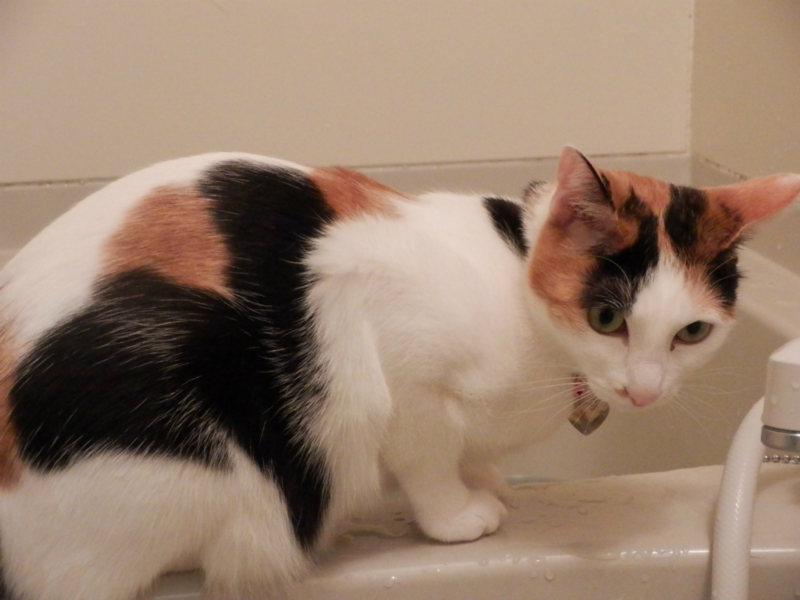 f:id:gosaku13:20140520184426j:image