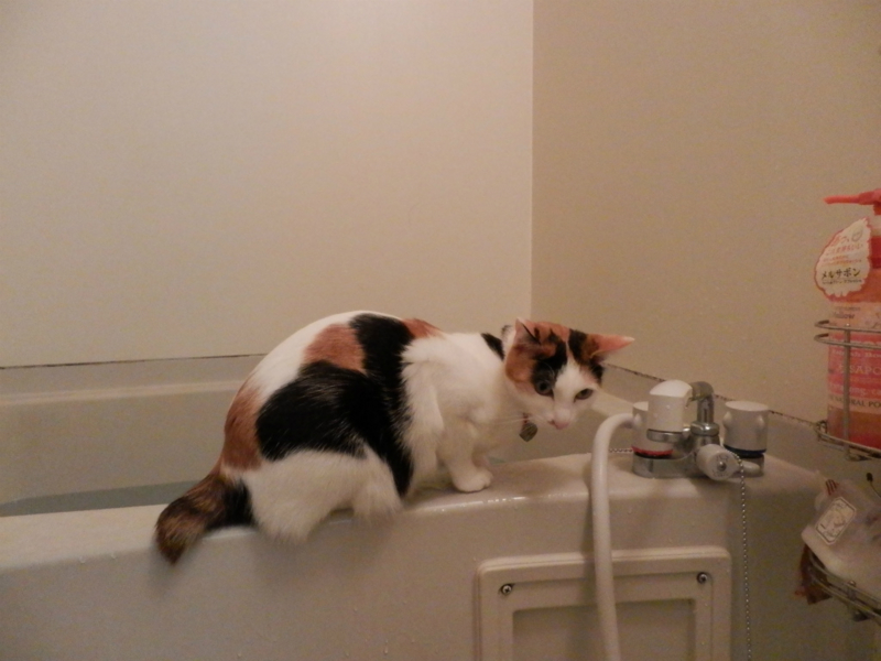 f:id:gosaku13:20140520184428j:image