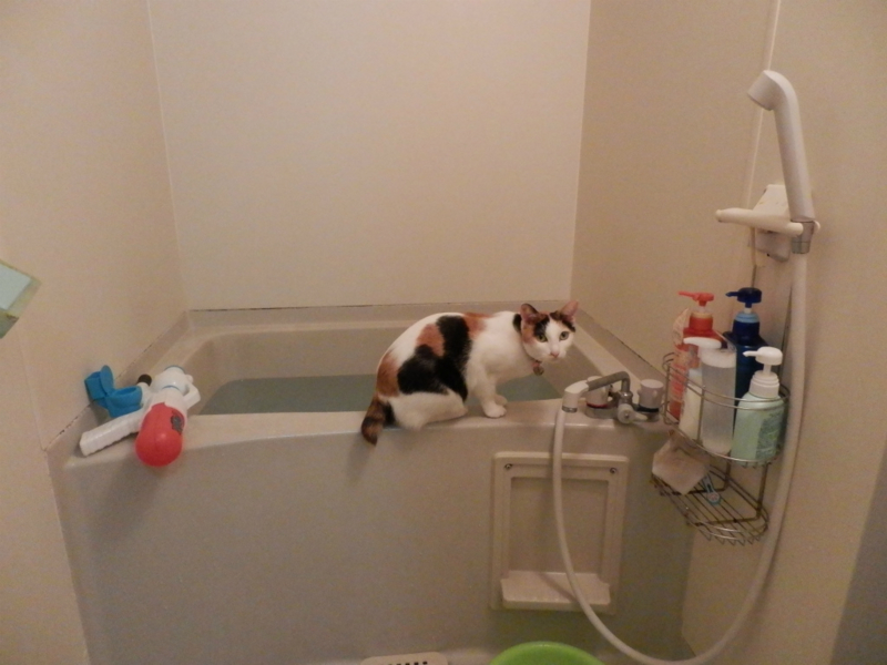 f:id:gosaku13:20140520184430j:image