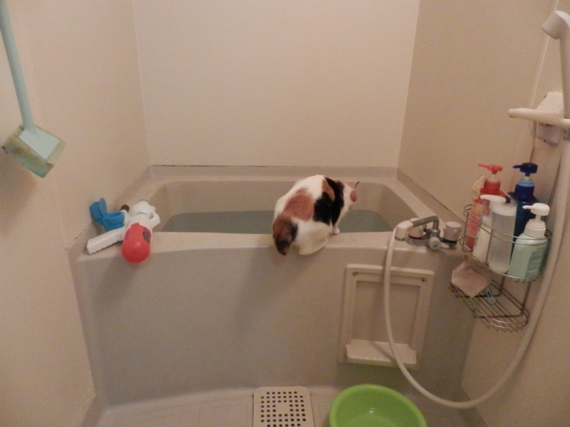 f:id:gosaku13:20140520184432j:image