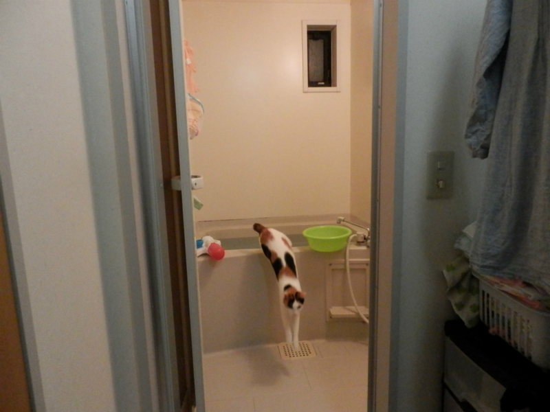 f:id:gosaku13:20140520184434j:image