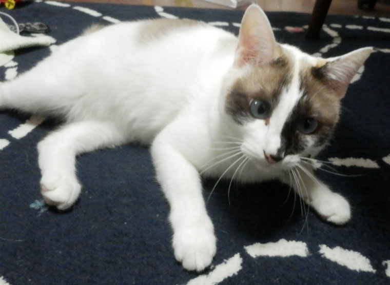 f:id:gosaku13:20141011202306j:image