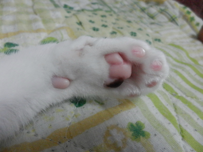 f:id:gosaku13:20141011202534j:image