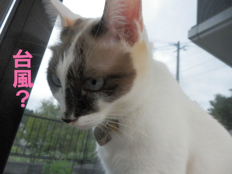 f:id:gosaku13:20141013183211j:image