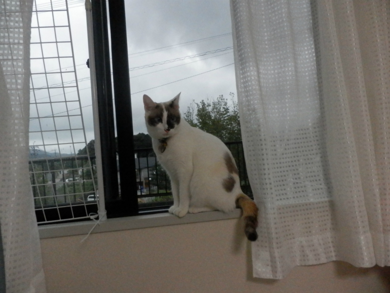 f:id:gosaku13:20141013183730j:image