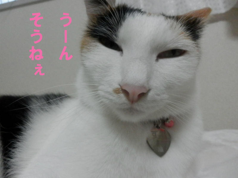 f:id:gosaku13:20141014183455j:image