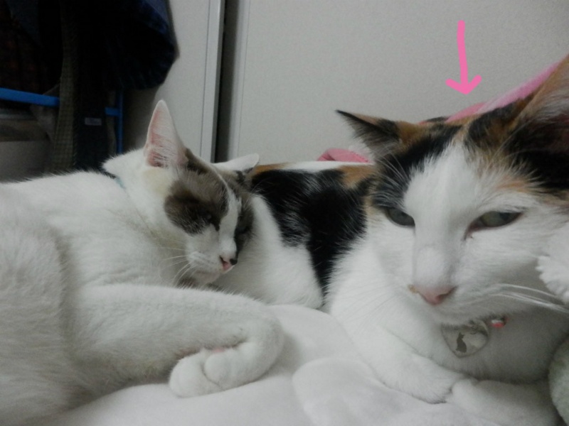 f:id:gosaku13:20141020170410j:image