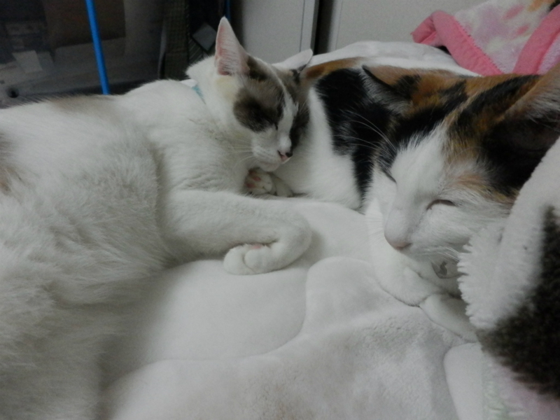 f:id:gosaku13:20141020170749j:image