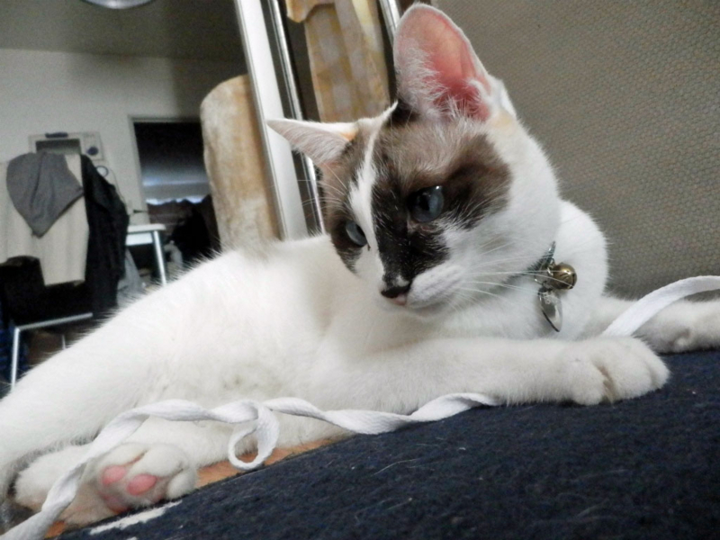 f:id:gosaku13:20141026200630j:image