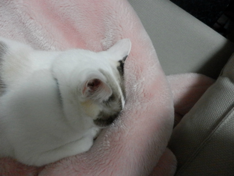 f:id:gosaku13:20141027203537j:image