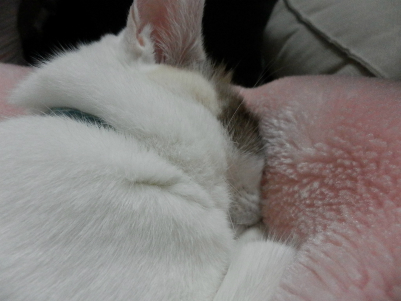 f:id:gosaku13:20141027203539j:image