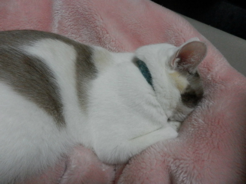 f:id:gosaku13:20141027203543j:image