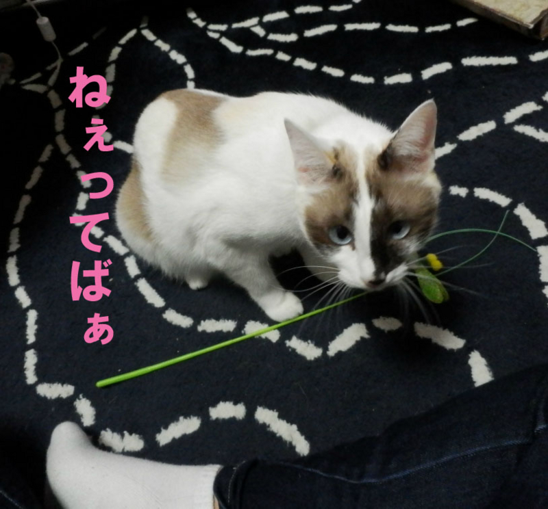 f:id:gosaku13:20141101193756j:image