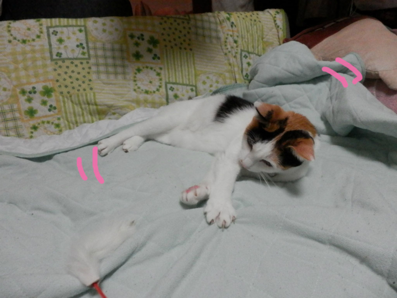 f:id:gosaku13:20141104204038j:image