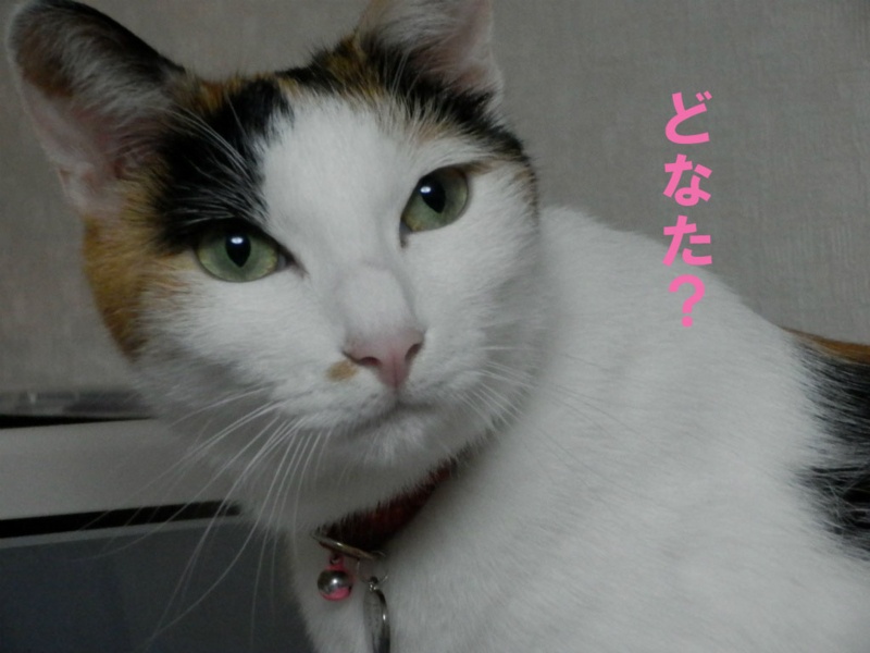 f:id:gosaku13:20141114212537j:image