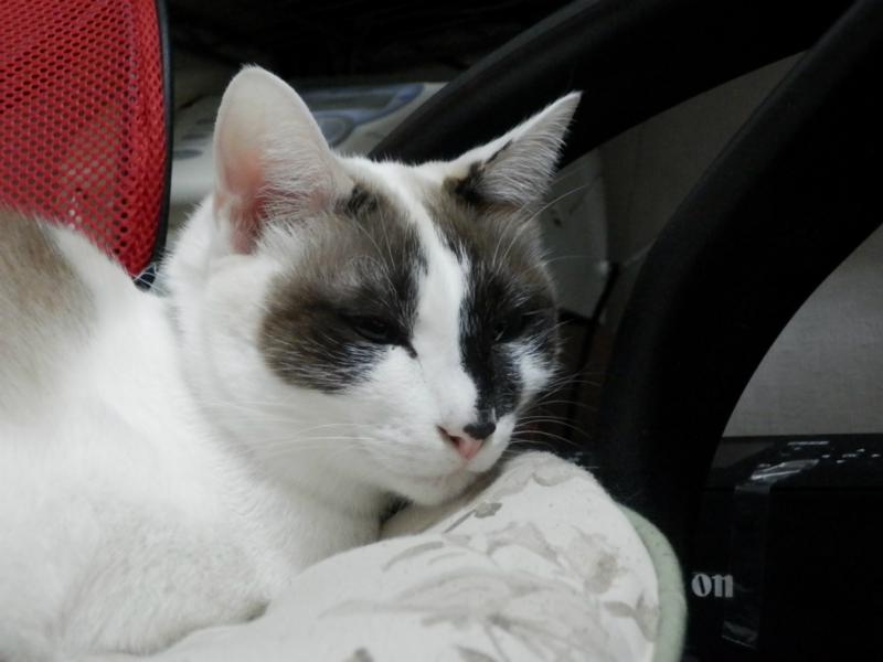 f:id:gosaku13:20150129210037j:image