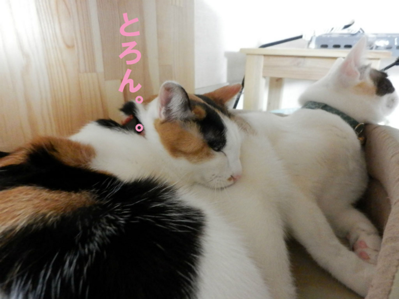 f:id:gosaku13:20150130223322j:image