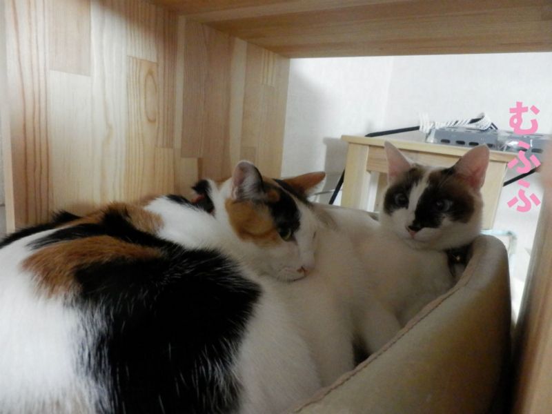 f:id:gosaku13:20150130223343j:image