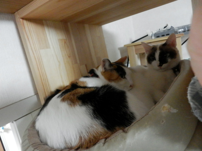 f:id:gosaku13:20150130230410j:image