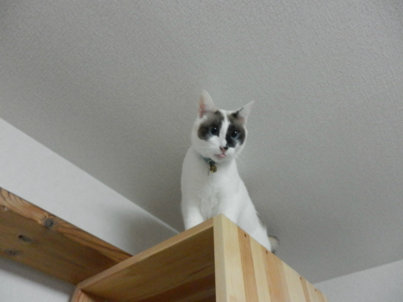 f:id:gosaku13:20150202211018j:image