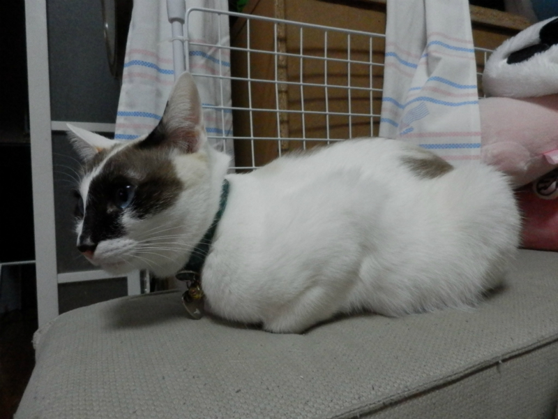 f:id:gosaku13:20150204203647j:image