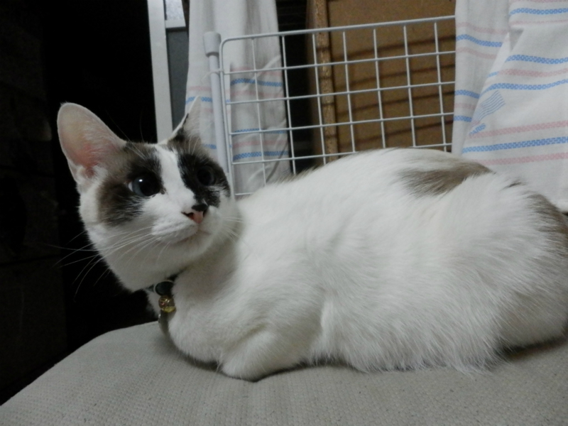 f:id:gosaku13:20150204203649j:image