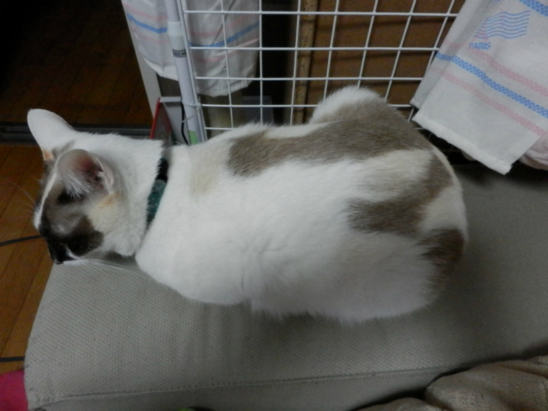 f:id:gosaku13:20150204203652j:image