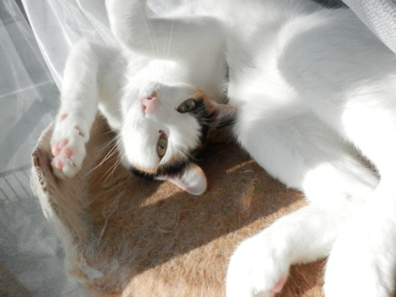 f:id:gosaku13:20150206202254j:image