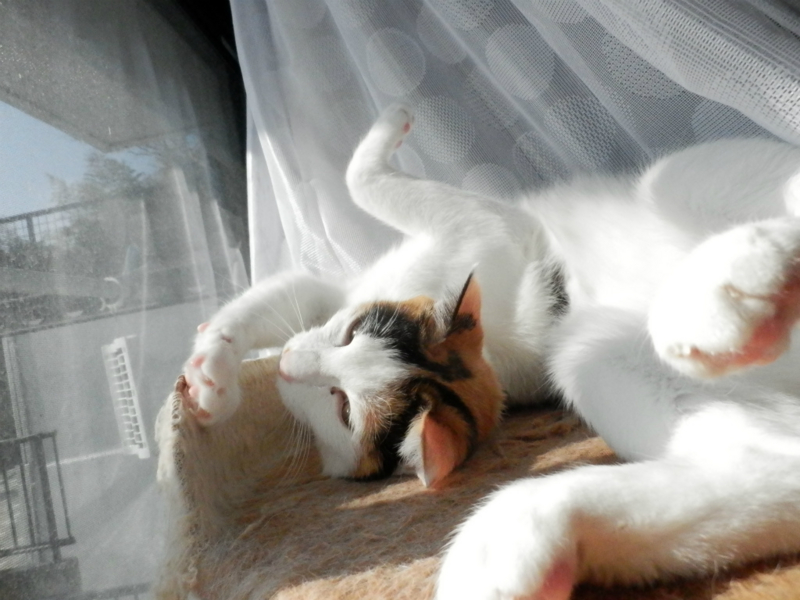 f:id:gosaku13:20150206202256j:image