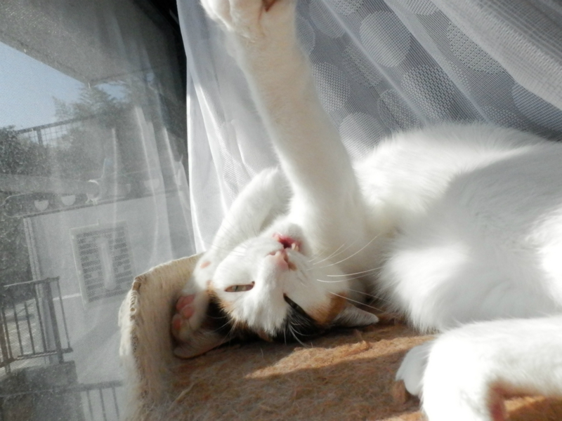 f:id:gosaku13:20150206202257j:image