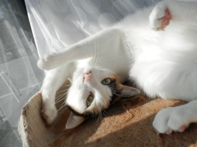 f:id:gosaku13:20150206202259j:image