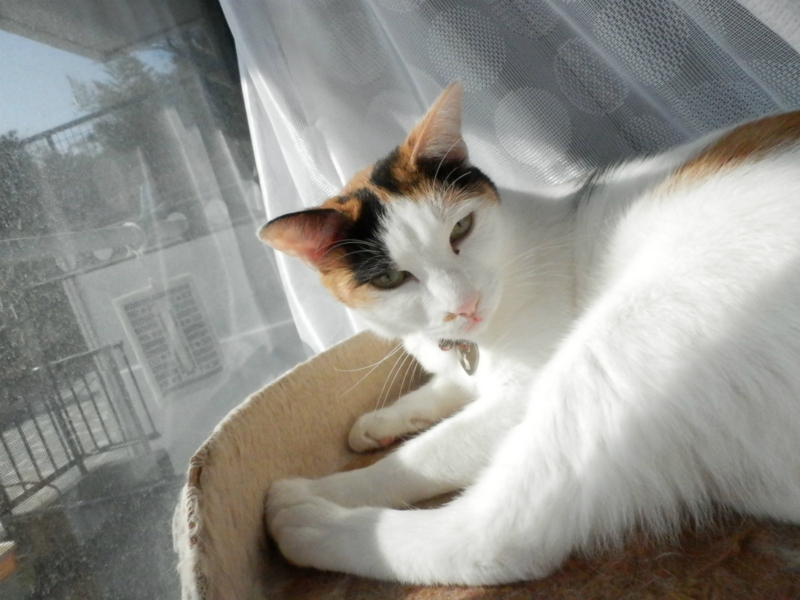 f:id:gosaku13:20150206202301j:image