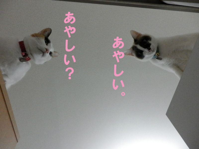 f:id:gosaku13:20150214102703j:image