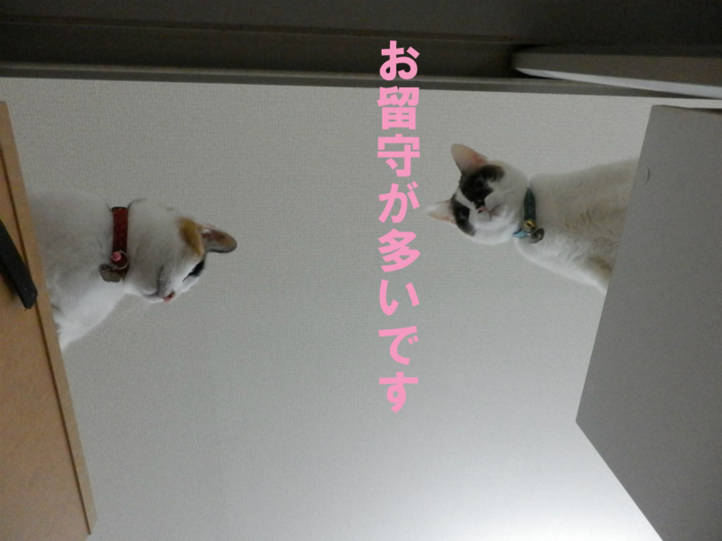 f:id:gosaku13:20150214102725j:image