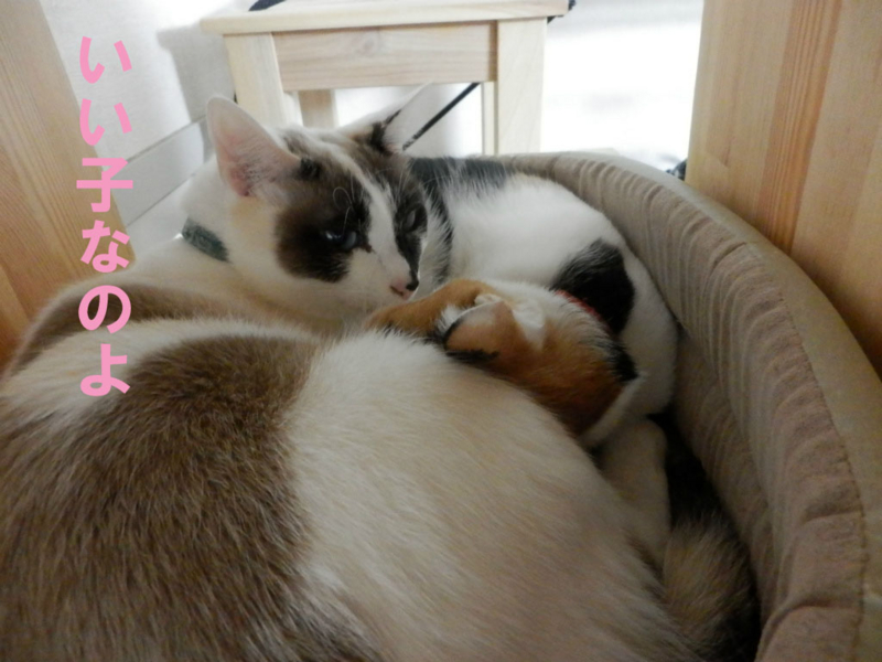 f:id:gosaku13:20150218154724j:image